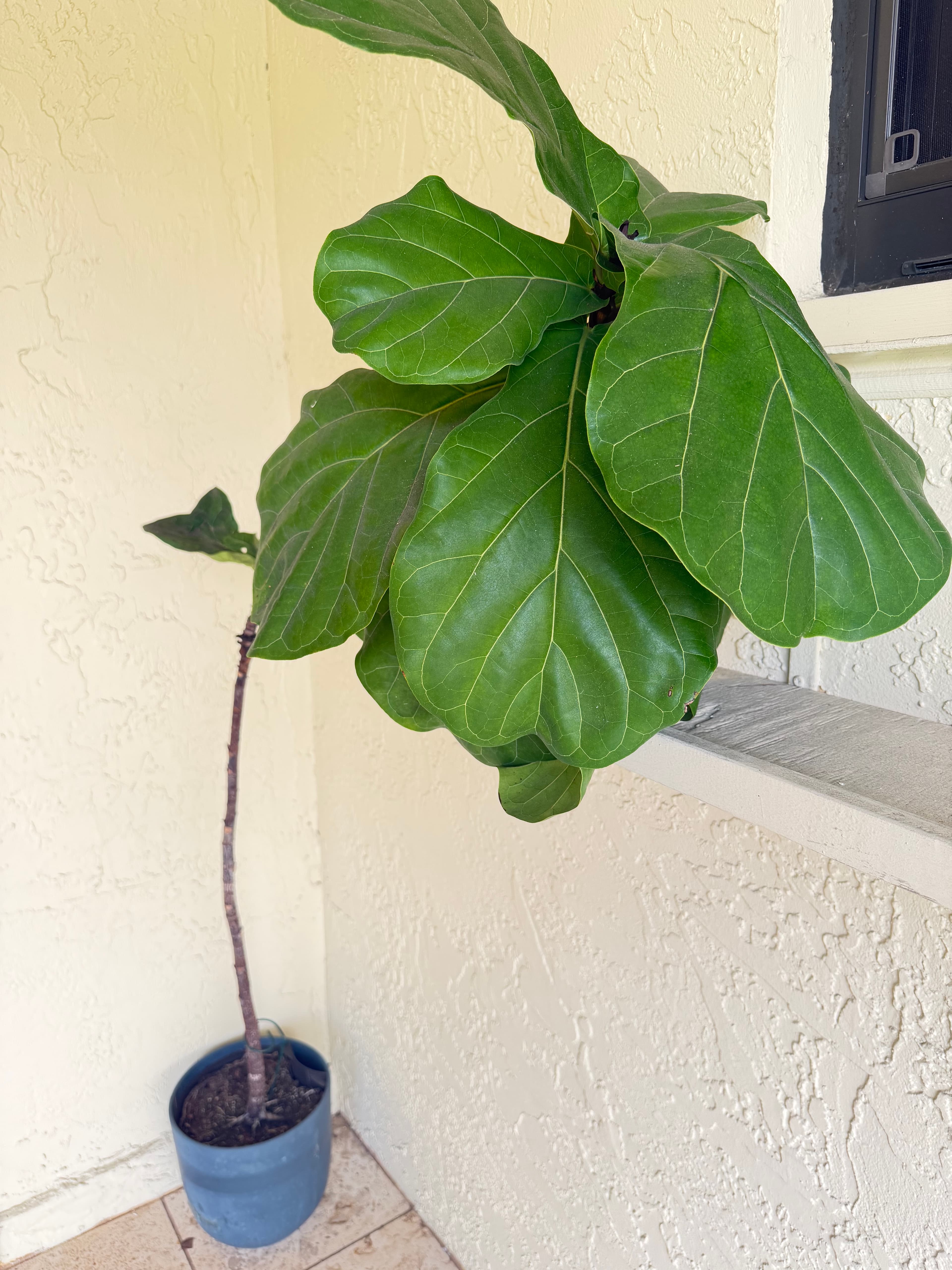 Large Fiddle Leaf Fig Tree in Decorative Pot
