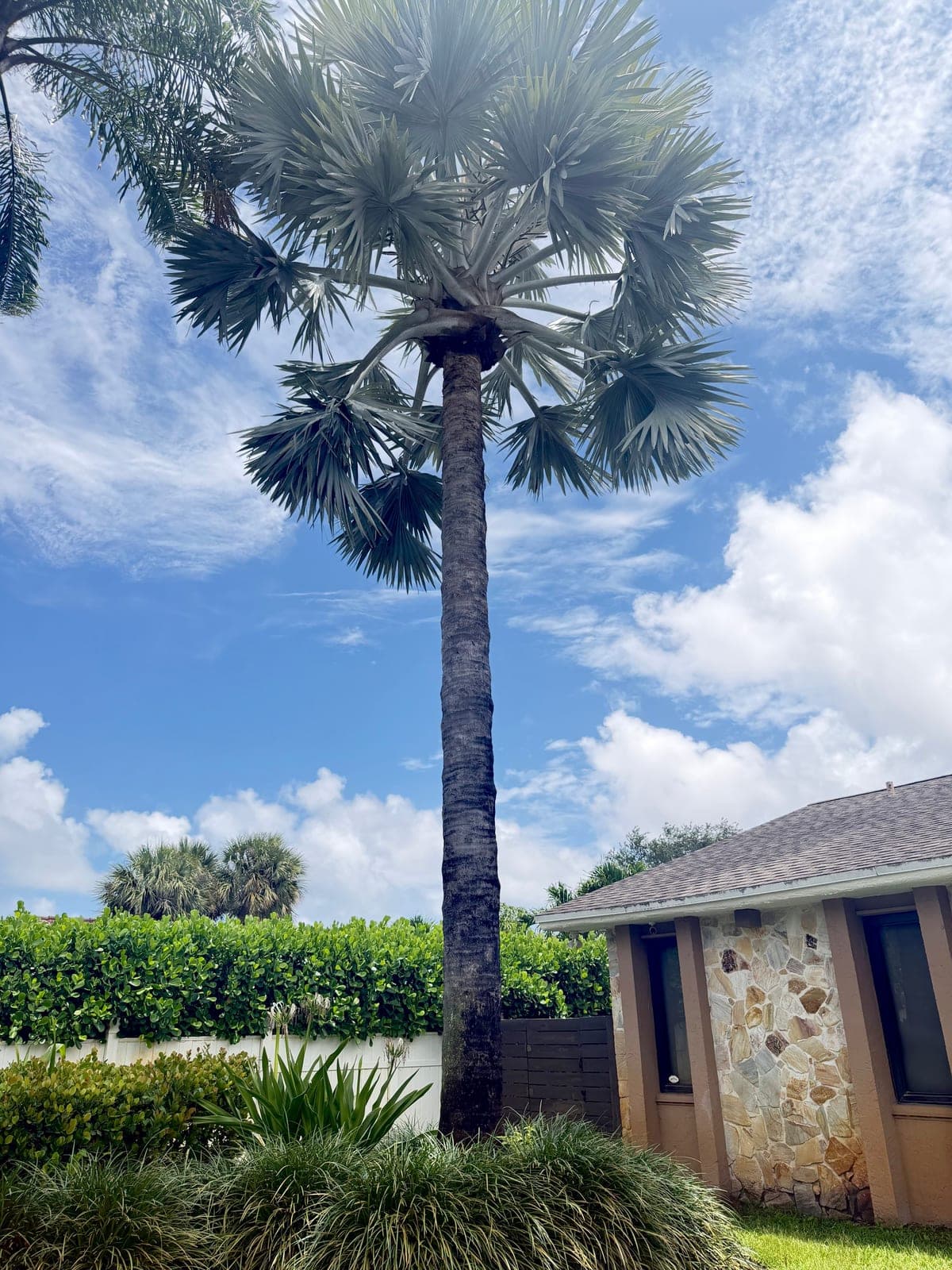 Mature Silver Bismarck Palm Tree – Buyer Removes