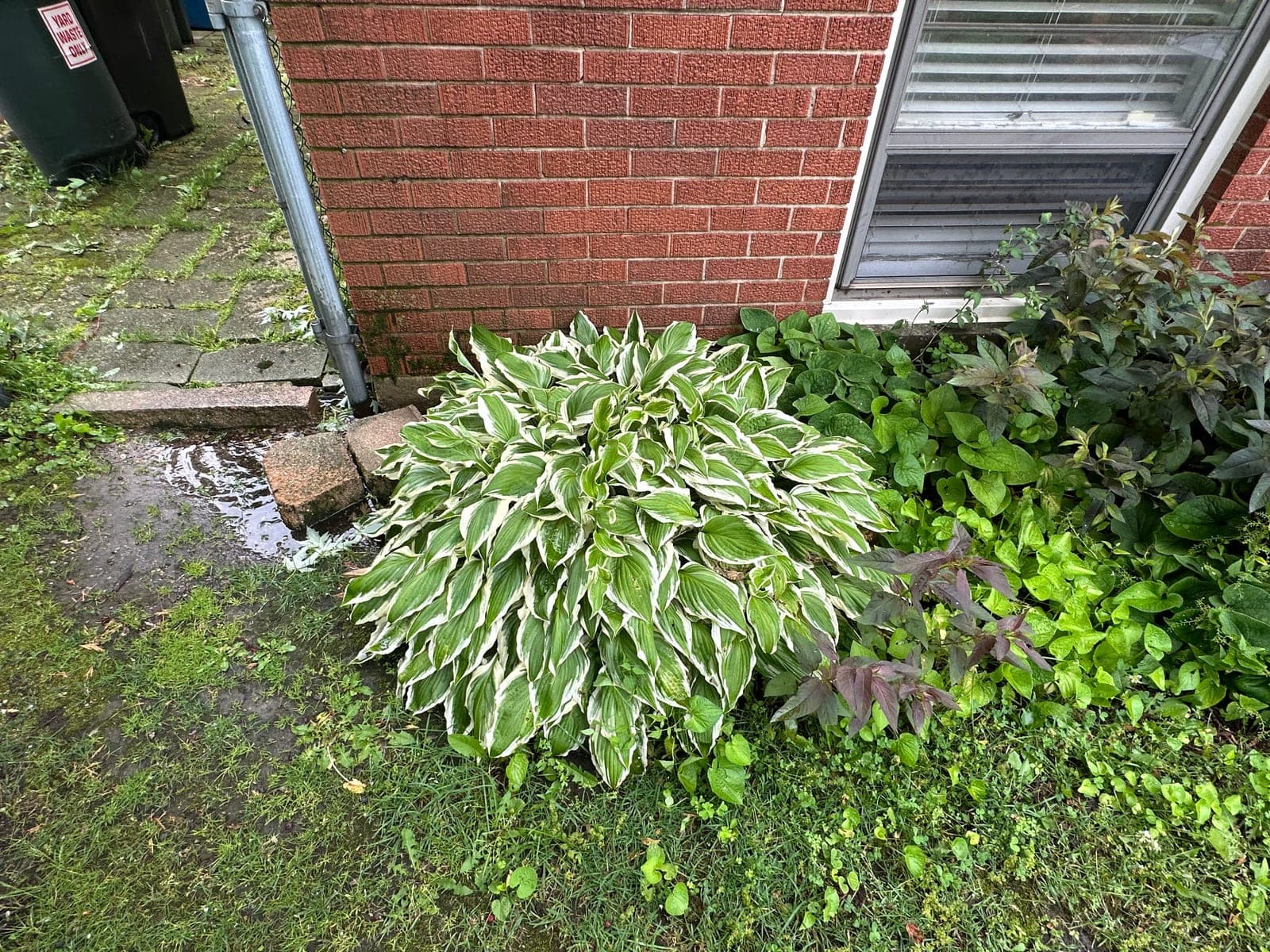 Large Variegated Hosta Plant